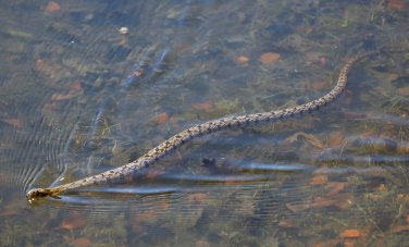 snake in flood in texas