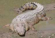 Saltwater_Crocodile (1)